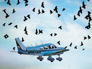 Üçüncü havalimanı göçmen kuşlara göre yapılacak