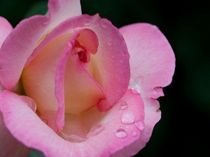 Kim hasta ziyaretini böyle yaparsa...