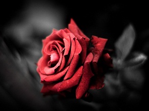 Benim ümmetimin fitnesi maldır