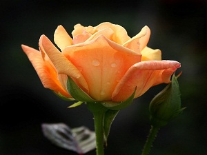 Ademoğlunun nefsini ancak toprak doldurur