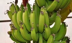 Anamur muzuna 1.5 liralık rakip