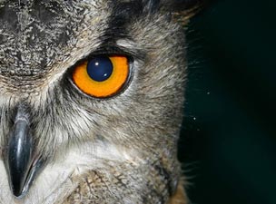 Baykuşun kafası 270 derece nasıl dönüyor?