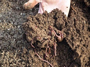 Solucan dışkısından organik gübre üretilecek