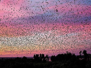 Yarasaların göç mevsimidir artık