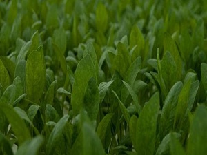 Soğuk hava, Osmaniyeli çiftçiye yaradı