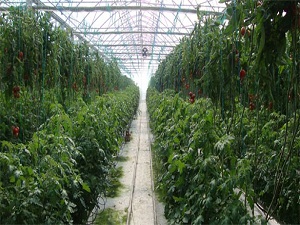 Topraksız tarım, jeotermale göz koydu!