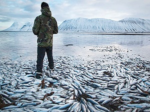 Bu ülkede balıklar ölüyor