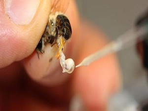 Organik bal için ekolojik arı