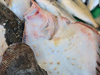 Kalkan balığına rekor fiyat