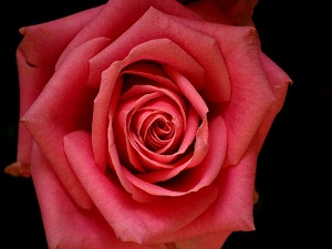 Sen bizimle birlikte namazını eda etmedin mi?