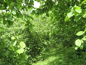 Fındığı bekleyen büyük tehlike