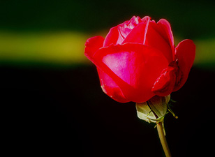 Bediüzzaman'ın Peygamberlik hakkındaki görüşleri