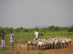 Tigem Afrika'ya açılıyor