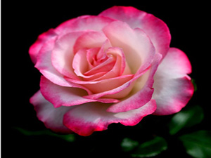 Halka teşekkürde bulunmayan Allah'a da şükretmez