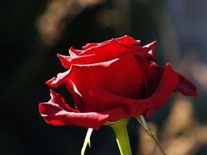 Resûlullah Şam'a ne mutlu diye buyurdular