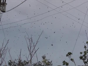 Brezilya’da örümcekler kasabayı istila etti