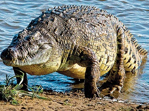 Dünyanın en büyük timsahı öldü