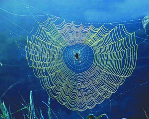 Örümcek ağlarının mucizevi sırrı çözüldü