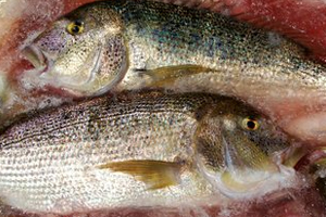 Sinarit ve Trança balıklarını herkes yiyecek