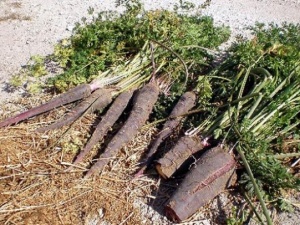 Ateş düşüren siyah havuç