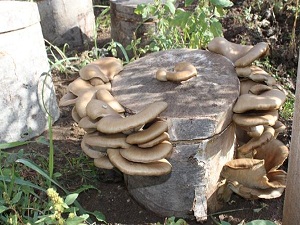 Diyetçilere Özel Kayın Mantarı Üretilecek!