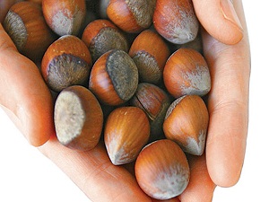 Fındığın etkisi kanıtlandı