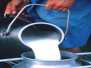 2012'de 7.9 Milyon Ton İnek Sütü Toplandı