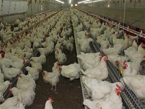 Tavuk eti üretimi yüzde 6,8 arttı
