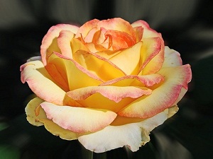 Ey İlahımız! Cimriye telef ver