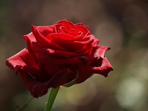 Kimin en son sözü bu olursa cennete gider