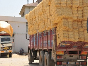 Saman ithalatı, besicileri rahatlattı