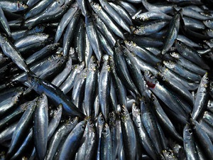 Denizi yok ama balık ihracatında zirvede