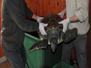 Onlara zarar vermenin cezası 10 bin TL