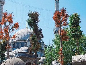 Eyüp Sultan'ın çınarlarını kuruttular