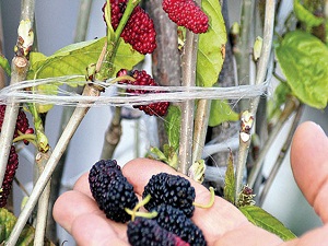 Erikler çiçek açtı, dut meyve verdi