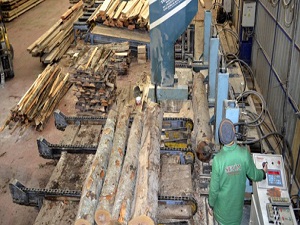 Osmanlı'dan günümüze en gözde tomruklar