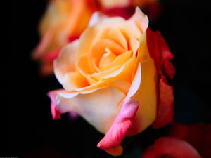 Resûlullah bu temennileri işitmekten hoşlanırdı