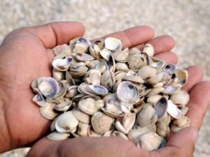 Hanefi birisi, midye yemek için Şafii mezhebine geçebilir mi?