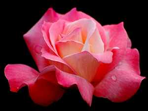 İnsan yatağına girince melek ve şeytan alelacele gelir