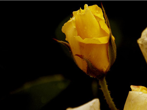 Benim için 'Allah'ın kulu ve elçisi' deyin