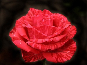 Cenazede çabuk olun