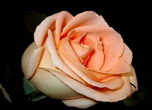 Hz.Peygamber helâya girince yüzüğünü çıkarırdı