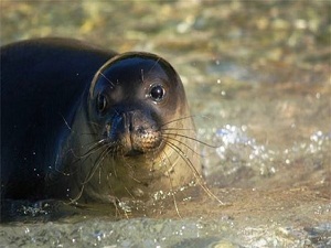 Foklar, bir gözü açık uyuyor