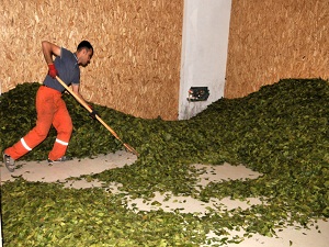 ABD'liler defne yaprağını sevdi