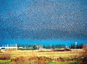 Kuşların gösterisi