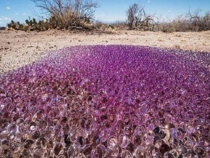 Çölde binlerce mor küre keşfedildi
