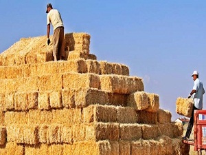 İthalat, stoktaki samanı piyasaya çıkarttı