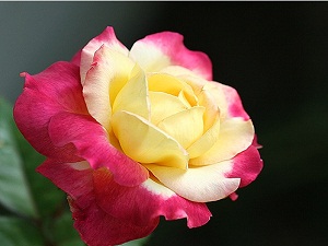 Allah, Nuru çarşamba günü yarattı