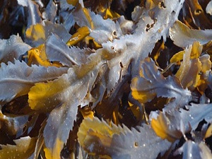 Enerjide bağımlılığı azaltacak bitki umut verdi