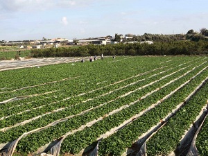 Çiftçiye 1,7 milyar liralık destek